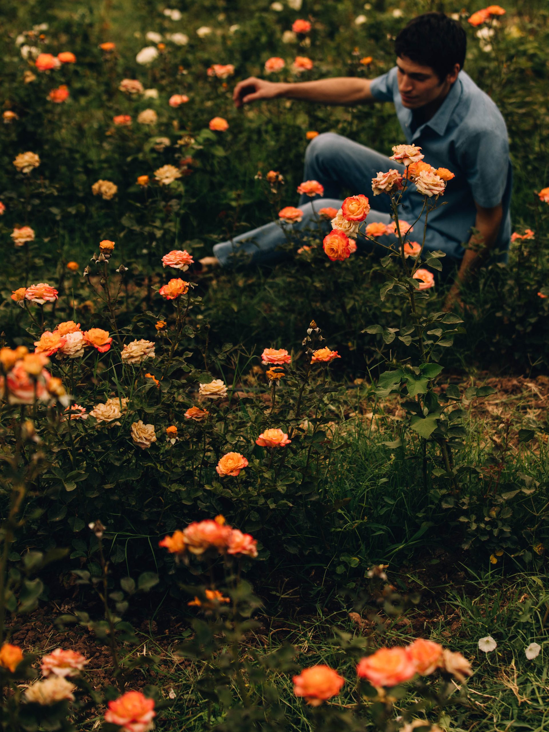 Through Fields