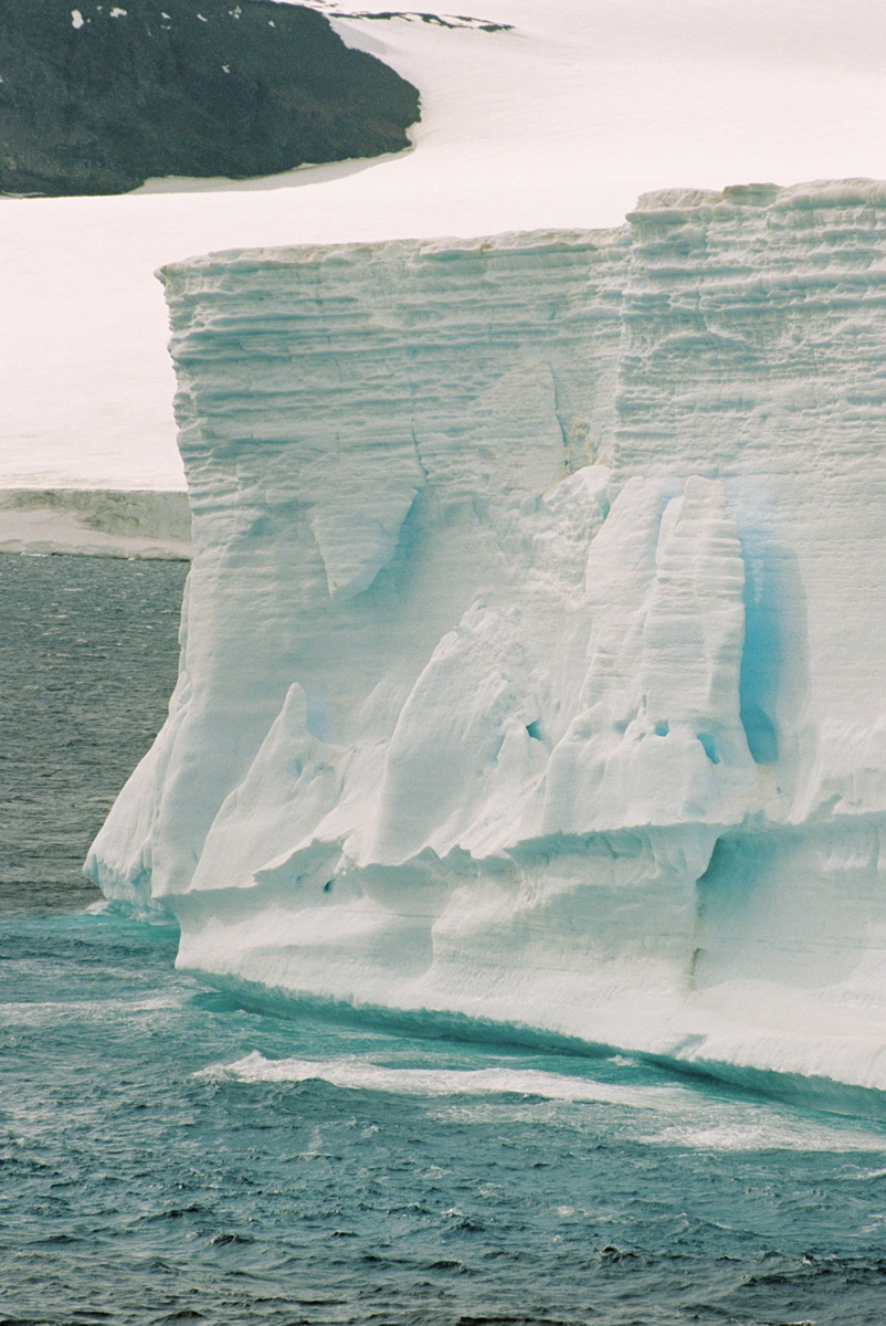 Antarctica Wildlife