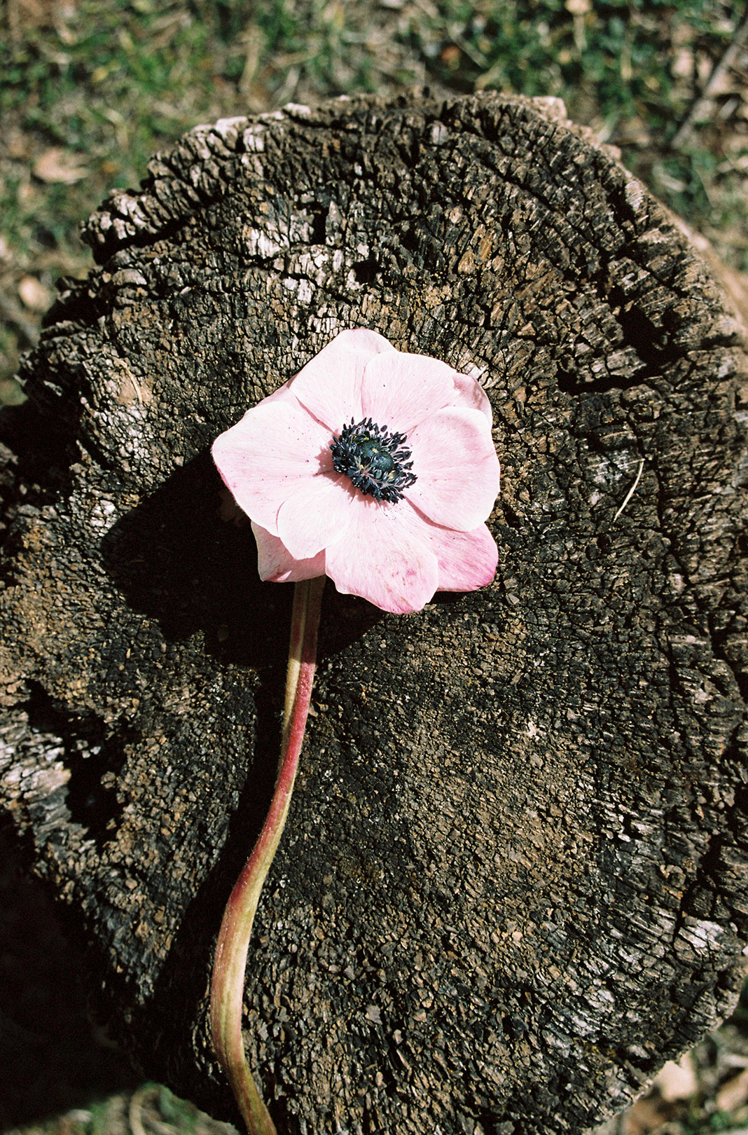 YAMA